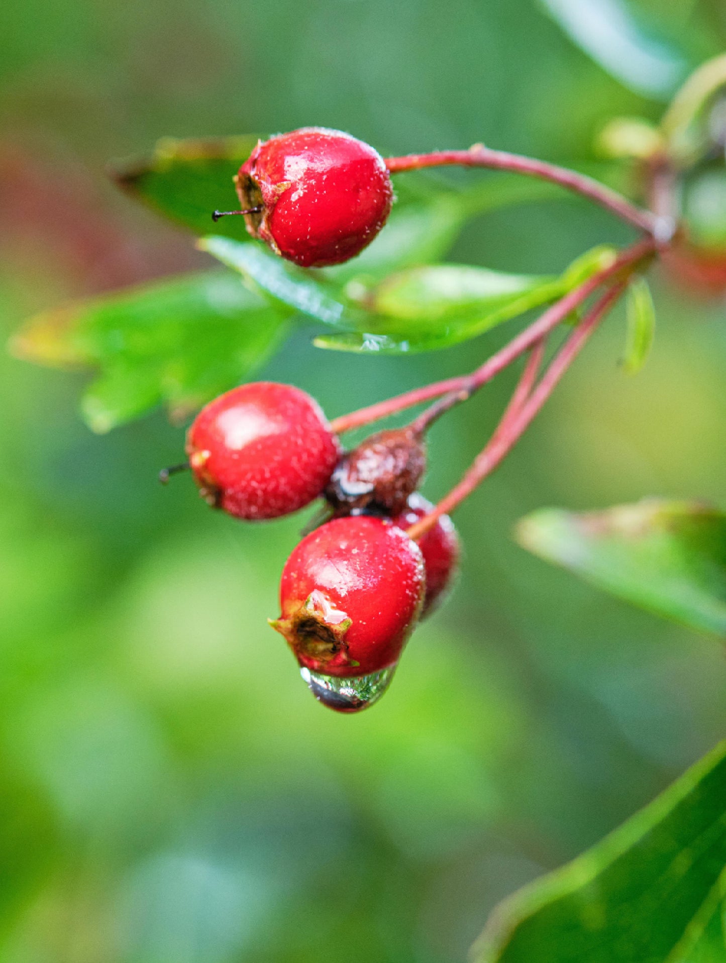 Natural Retinol-Alternative Oil Serum